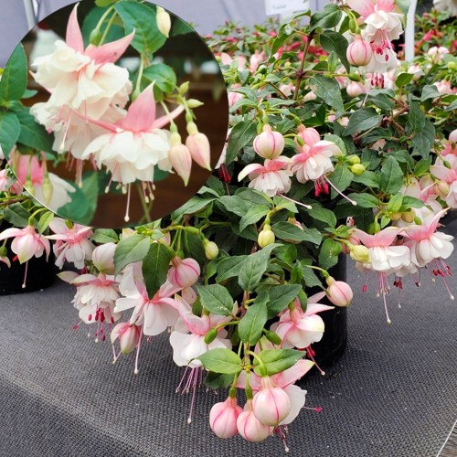 Fuchsia 'Leonita Double Pink-White' - Fuksia 'Leonita Double Pink-White' P9/0,55L